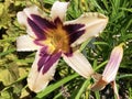 Daylily Hemerocallis `Wild HorsesÃ¢â¬Ë Hemerocallis Hybride `Wild HorsesÃ¢â¬Ë, Die Taglilie Hemerocallis Wild Horses, Mainau